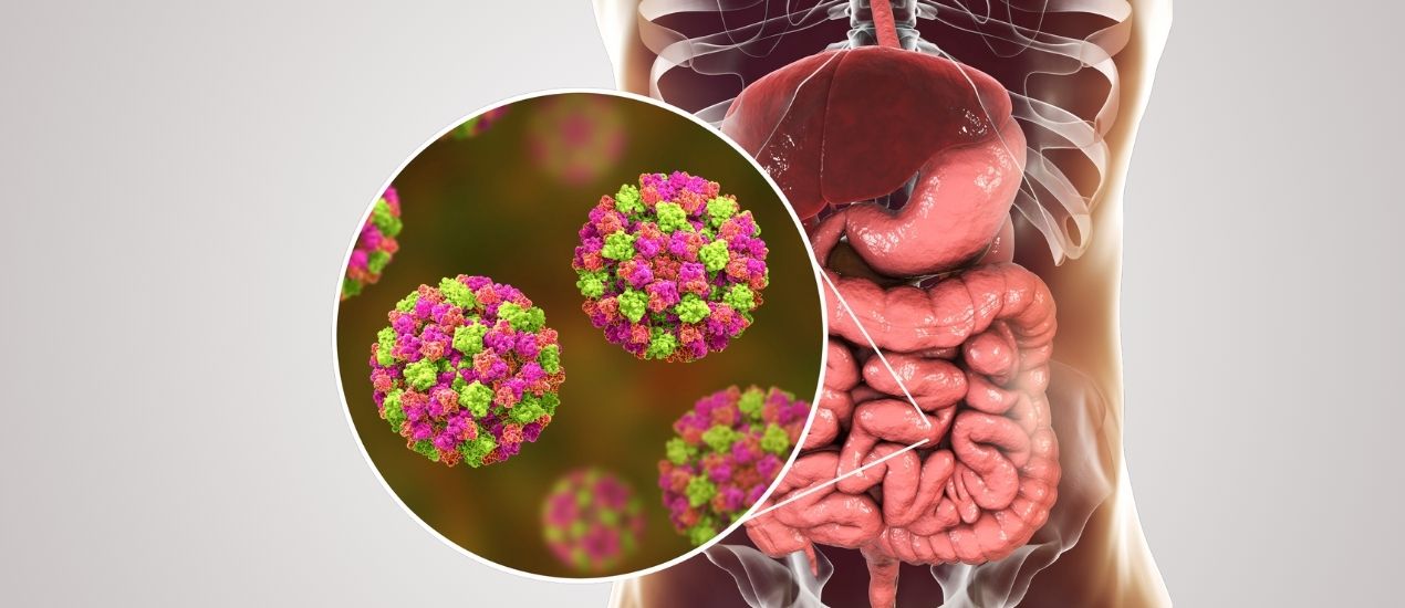 Jejum intermitente e seu impacto sobre a flora intestinal.